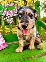 Angel, a female Bernedoodle and Toy Australian Shepherd for sale in Hawley, TX – 1 of 1
