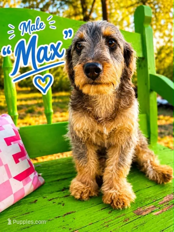 Max – Bernedoodle, Toy Australian Shepherd puppy for sale in Hawley, TX
