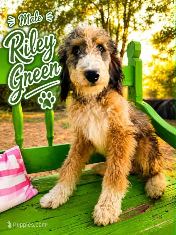 Riley Green – Bernedoodle puppy for sale in Hawley, TX