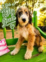 Riley Green, a male Bernedoodle for sale in Hawley, TX – 1 of 1