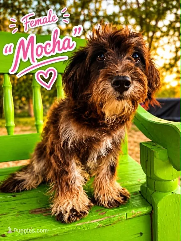 Mocha – Bernedoodle puppy for sale in Hawley, TX
