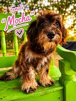 Mocha, a female Bernedoodle for sale in Hawley, TX – 1 of 1