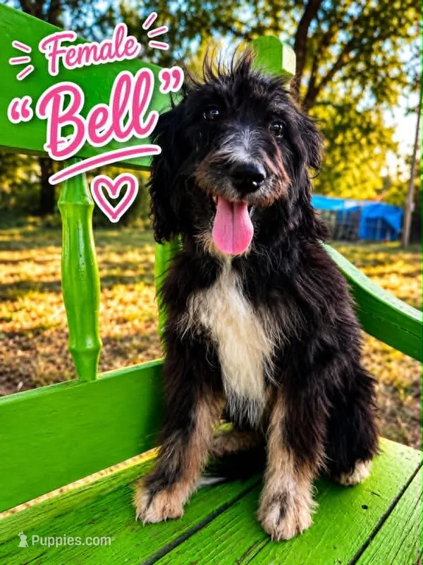 Bell – Bernedoodle puppy for sale in Hawley, TX