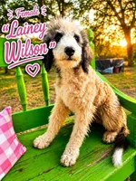 Lainey Wilson, a female Bernedoodle for sale in Hawley, TX – 1 of 1
