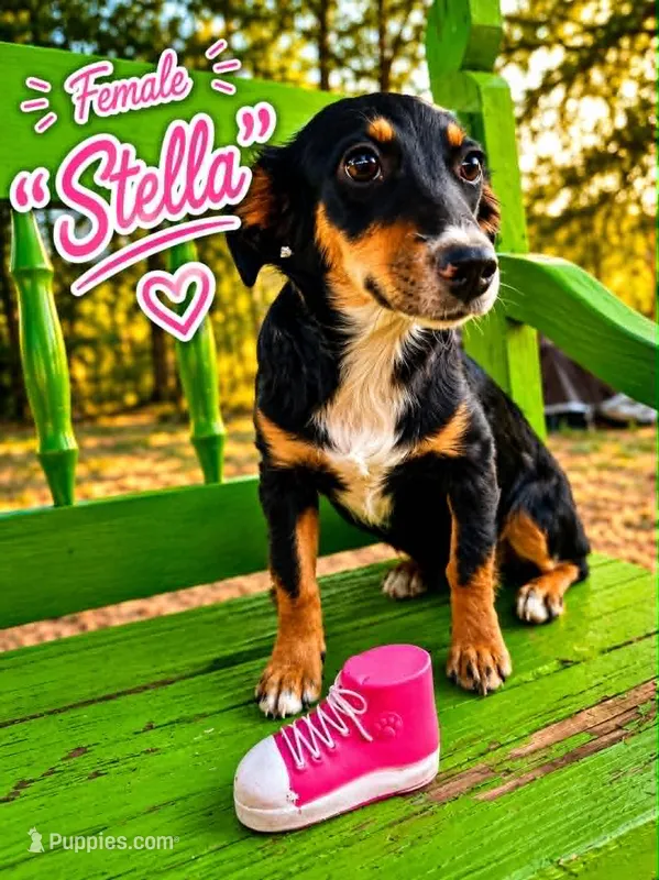 Stella – Bernedoodle, Toy Australian Shepherd puppy for sale in Hawley, TX
