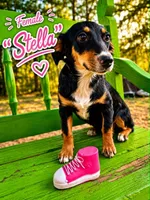 Stella, a female Bernedoodle and Toy Australian Shepherd for sale in Hawley, TX – 1 of 1