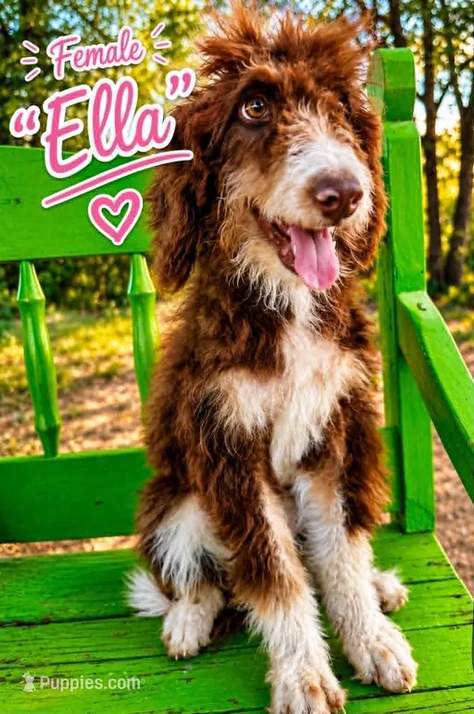 Ella – Bernedoodle puppy for sale in Hawley, TX