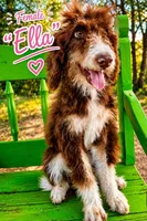 Ella, a female Bernedoodle for sale in Hawley, TX – 1 of 1