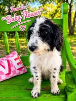 Baby Flower, a female Bernedoodle for sale in Hawley, TX – 1 of 1