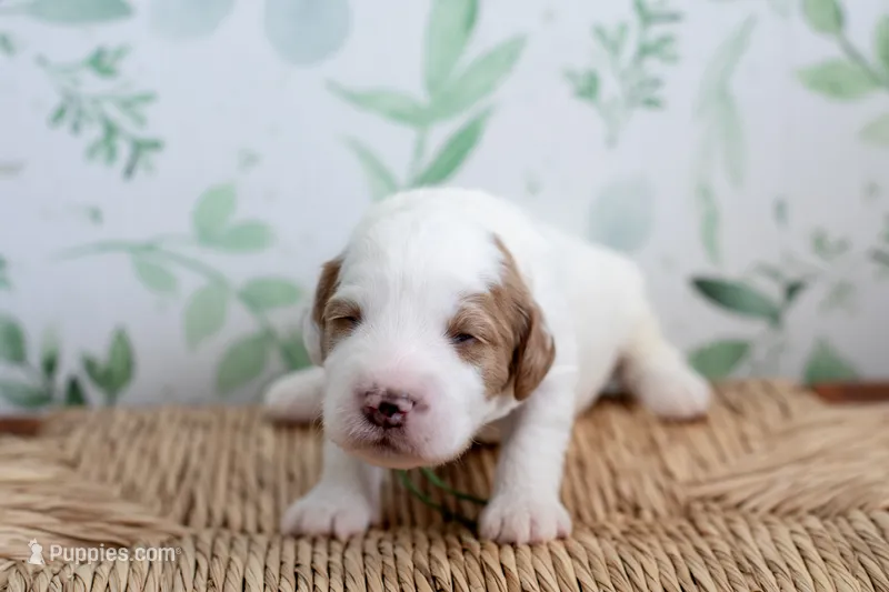 Hudson – Miniature Goldendoodle puppy for sale in Apopka, FL