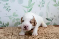 Hudson, a male Miniature Goldendoodle for sale in Apopka, FL – 1 of 3