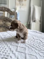 Chief, a male Miniature Goldendoodle for sale in Apopka, FL – 2 of 5