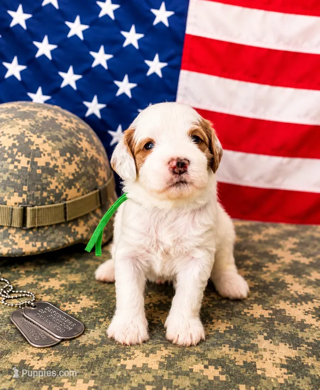 Hudson – Miniature Goldendoodle puppy for sale in Apopka, FL
