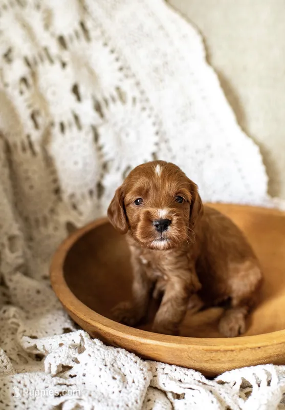 Beau – Miniature Goldendoodle puppy for sale in Apopka, FL