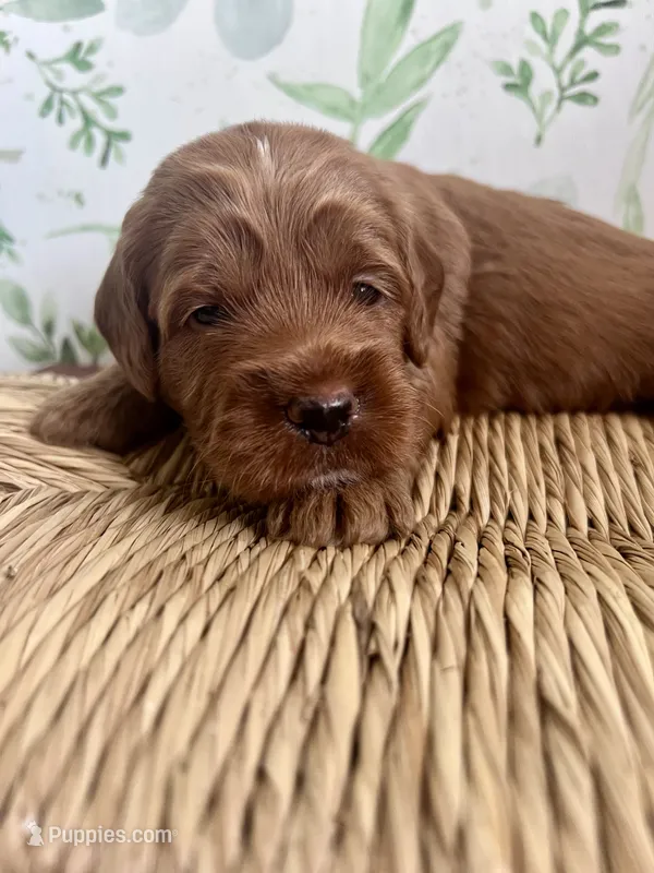 Crew – Miniature Goldendoodle puppy for sale in Apopka, FL