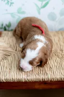 Georgia, a female Miniature Goldendoodle for sale in Apopka, FL – 4 of 4