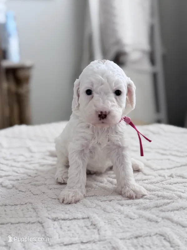 Spark – Miniature Goldendoodle puppy for sale in Apopka, FL