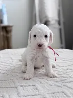 Spark, a female Miniature Goldendoodle for sale in Apopka, FL – 1 of 3