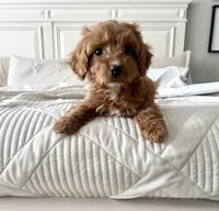 Honey, a female Cavapoo for sale in Apopka, FL – 3 of 4