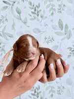 Blossom, a female Miniature Goldendoodle for sale in Apopka, FL – 1 of 2