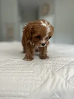 Sweet Maple, a female Cavapoo for sale in Apopka, FL – 2 of 6