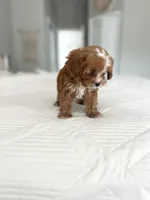Maple (guardian home opportunity), a female Cavapoo for sale in Apopka, FL – 3 of 4