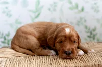 Sailor (white collar), a female Miniature Goldendoodle for sale in Apopka, FL – 4 of 4