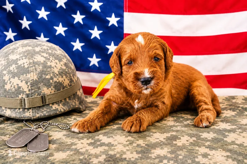Briar – Miniature Goldendoodle puppy for sale in Apopka, FL