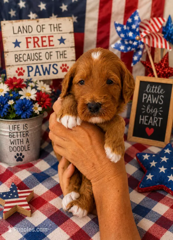 Sailor (white collar) – Miniature Goldendoodle puppy for sale in Apopka, FL