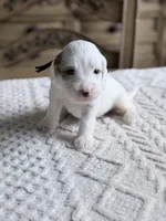 Smokey, a male Miniature Goldendoodle for sale in Apopka, FL – 3 of 4