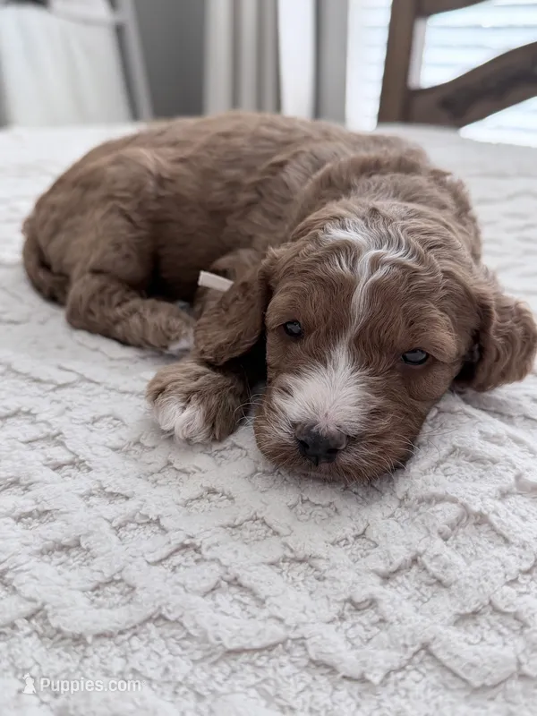 Rescue, a male Miniature Goldendoodle for sale in Apopka, FL – 1 of 2