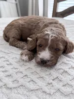 Rescue, a male Miniature Goldendoodle for sale in Apopka, FL – 1 of 2