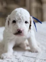 Blaze, a male Miniature Goldendoodle for sale in Apopka, FL – 1 of 4
