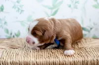 Nash, a male Miniature Goldendoodle for sale in Apopka, FL – 3 of 3