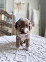 Chief, a male Miniature Goldendoodle for sale in Apopka, FL – 1 of 5