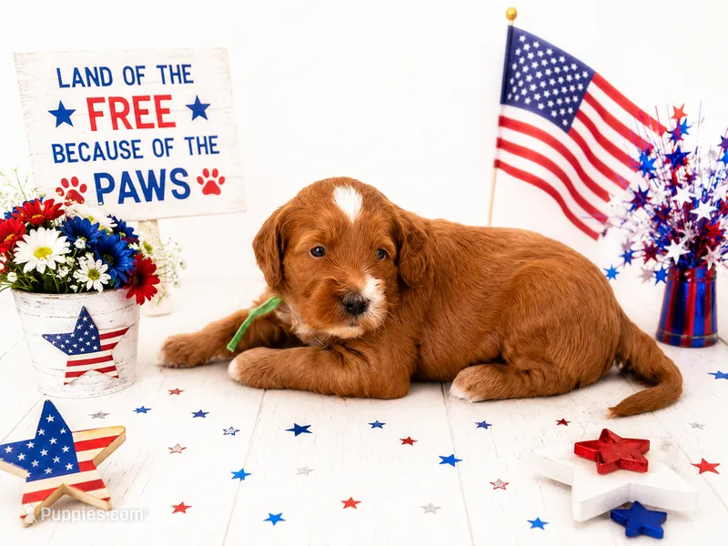 Harbor – Miniature Goldendoodle puppy for sale in Apopka, FL