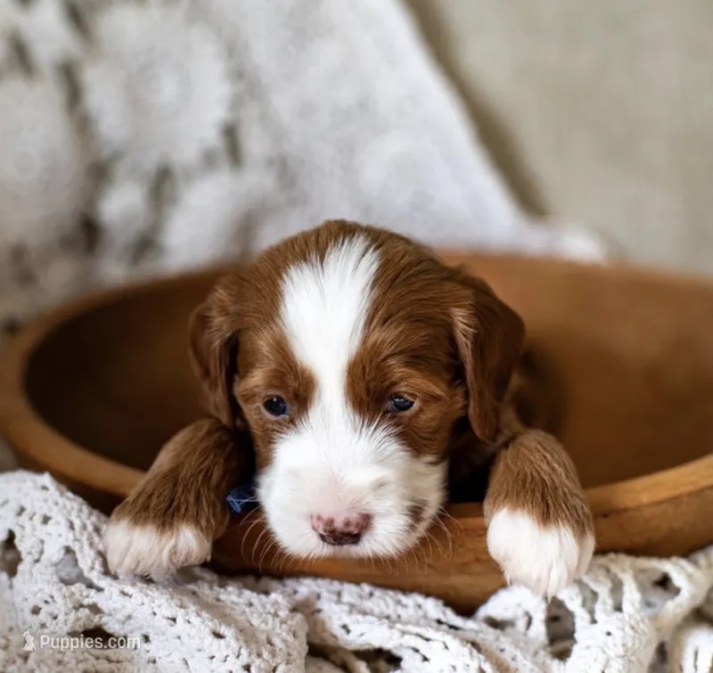 Nash – Miniature Goldendoodle puppy for sale in Apopka, FL