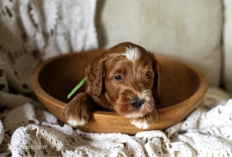 Harbor – Miniature Goldendoodle puppy for sale in Apopka, FL