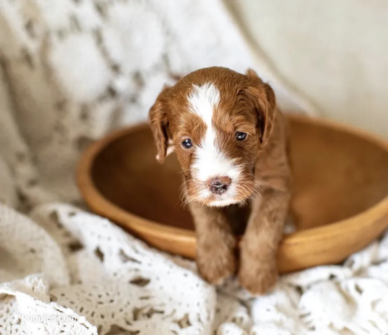 Blossom – Miniature Goldendoodle puppy for sale in Apopka, FL