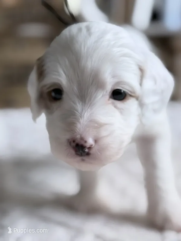 Smokey, a male Miniature Goldendoodle for sale in Apopka, FL – 1 of 4