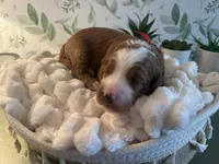 Georgia, a female Miniature Goldendoodle for sale in Apopka, FL – 3 of 4