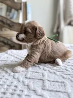 Chief, a male Miniature Goldendoodle for sale in Apopka, FL – 3 of 5