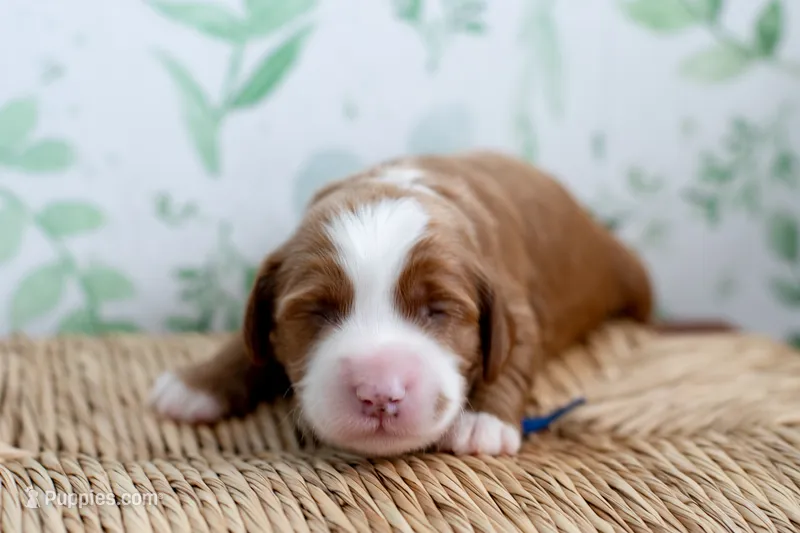 Nash – Miniature Goldendoodle puppy for sale in Apopka, FL