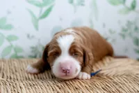Nash, a male Miniature Goldendoodle for sale in Apopka, FL – 1 of 3