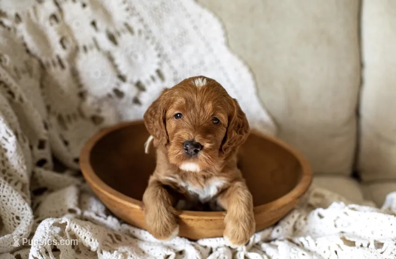 Sailor (white collar) – Miniature Goldendoodle puppy for sale in Apopka, FL