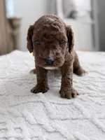 Ladder, a male Miniature Goldendoodle for sale in Apopka, FL – 2 of 3