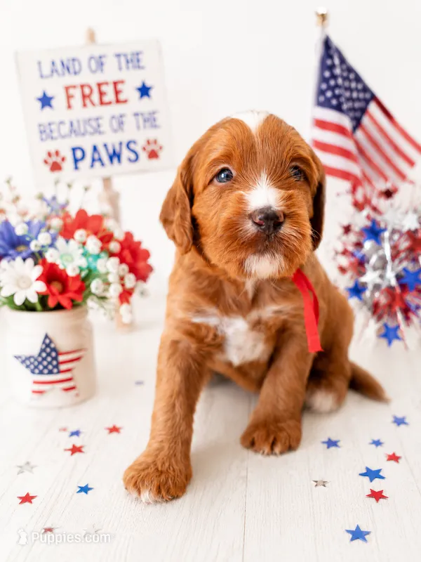 Breezy – Miniature Goldendoodle puppy for sale in Apopka, FL