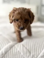 Honey, a female Cavapoo for sale in Apopka, FL – 2 of 4