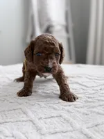 Ladder, a male Miniature Goldendoodle for sale in Apopka, FL – 3 of 3