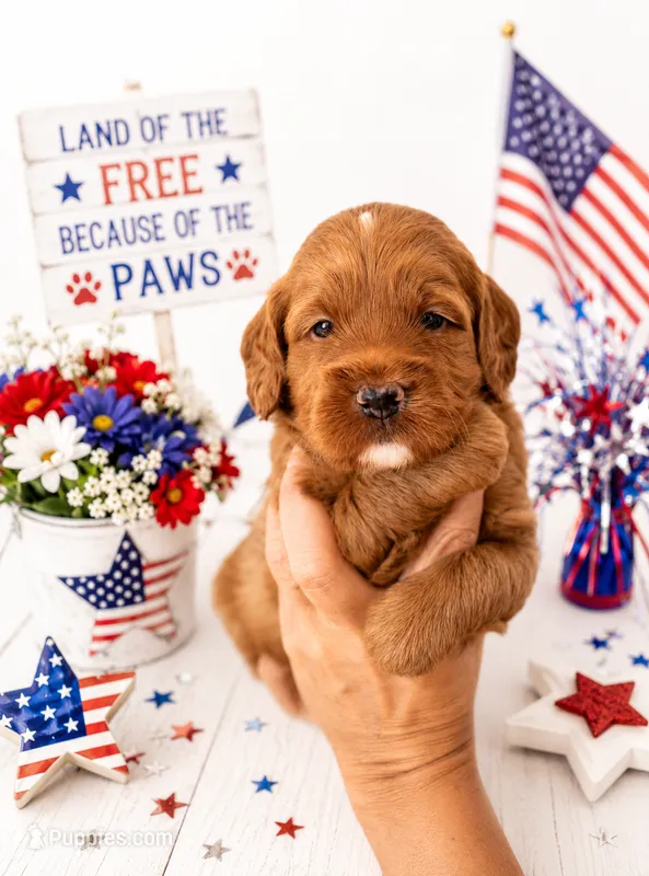 Crew – Miniature Goldendoodle puppy for sale in Apopka, FL